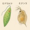 針子が大きくならない原因と早く安全に育てる完全手順|生存率アップのコツ | めだかノート