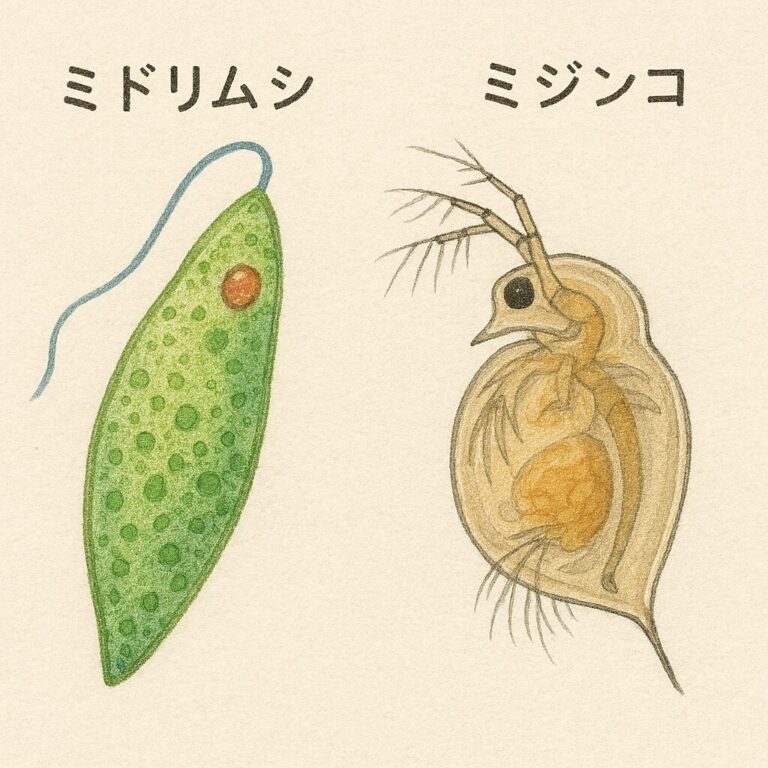 針子が大きくならない原因と早く安全に育てる完全手順|生存率アップのコツ | めだかノート