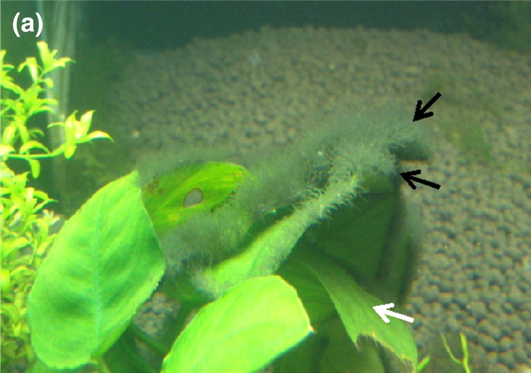 水草に付着した黒髭ゴケ(Compsopogon coeruleus)